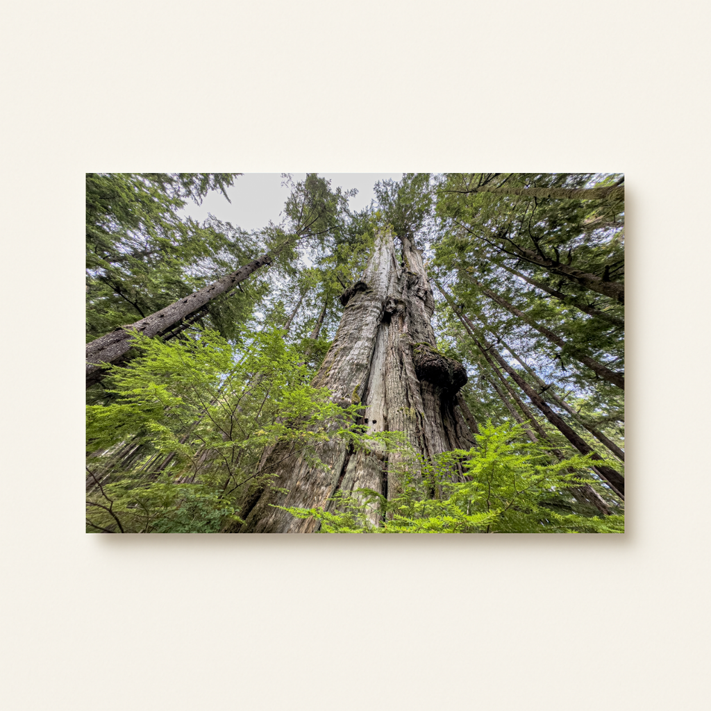 Riesen-Lebensbaum (Leinwandprint 60x90cm)