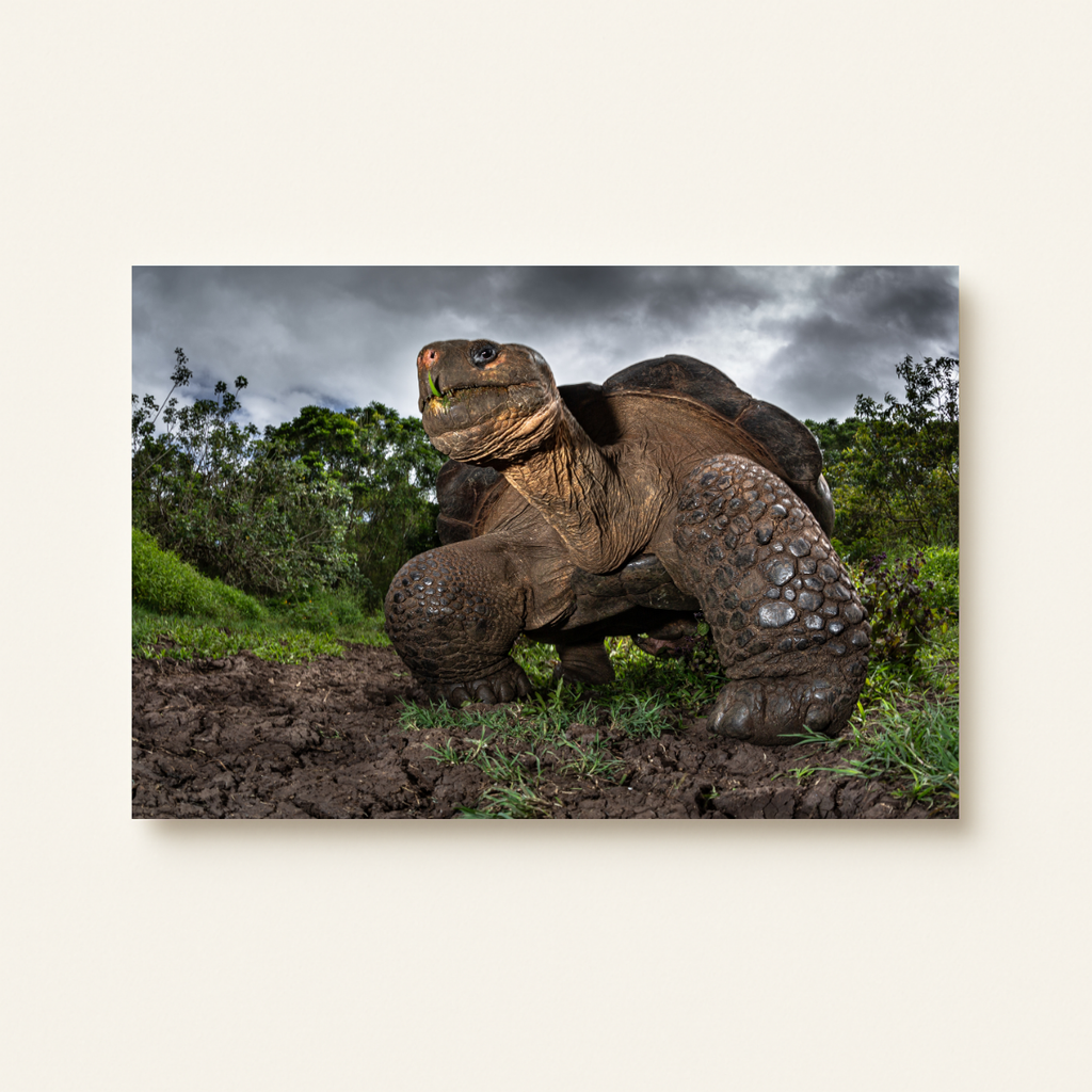 Riesenschildkröte (Leinwandprint 60x90cm)