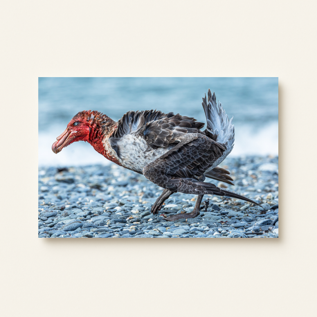 Riesensturmvogel (Leinwandprint 60x90cm)