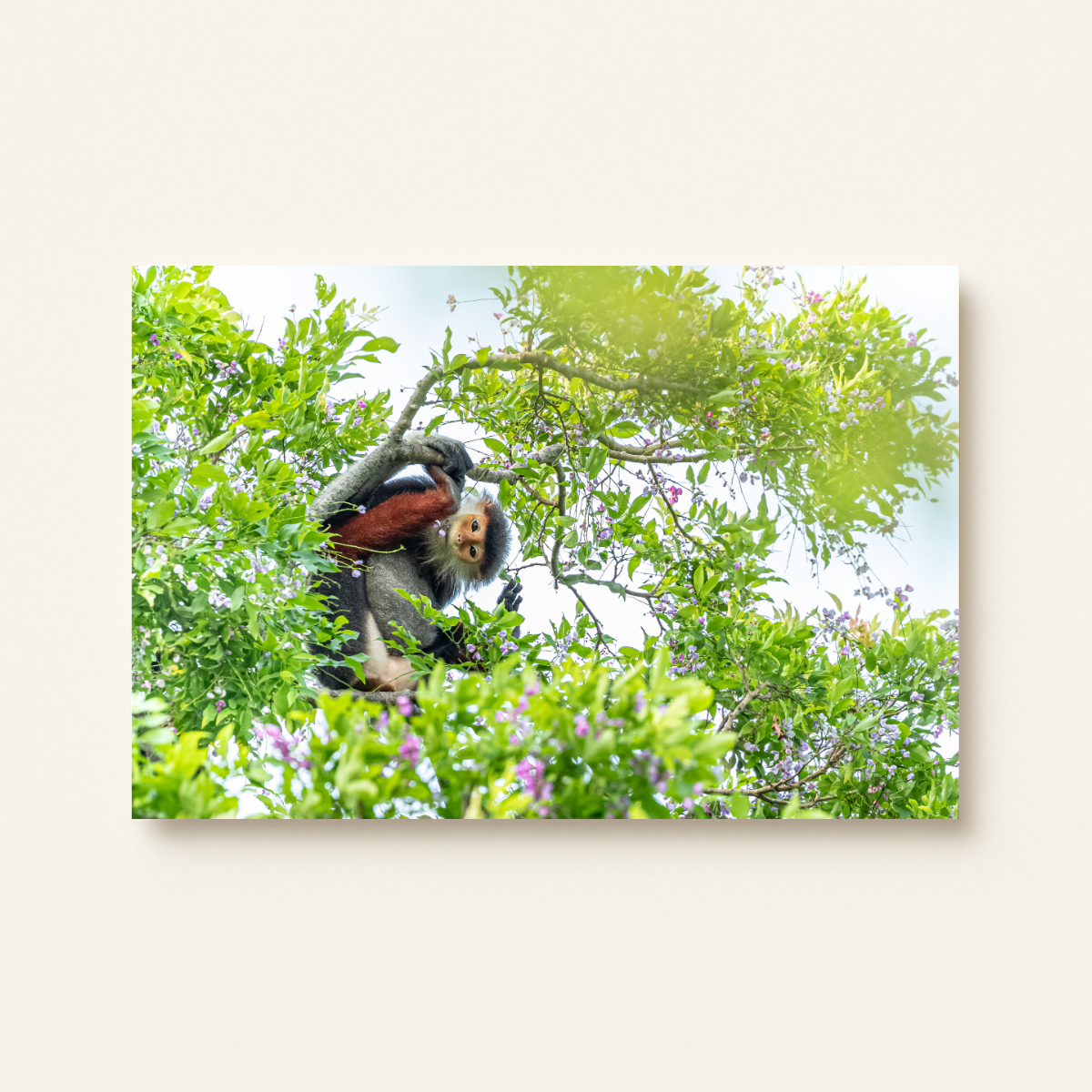 Rotschenkliger Kleideraffe (Leinwandprint 60x90cm)