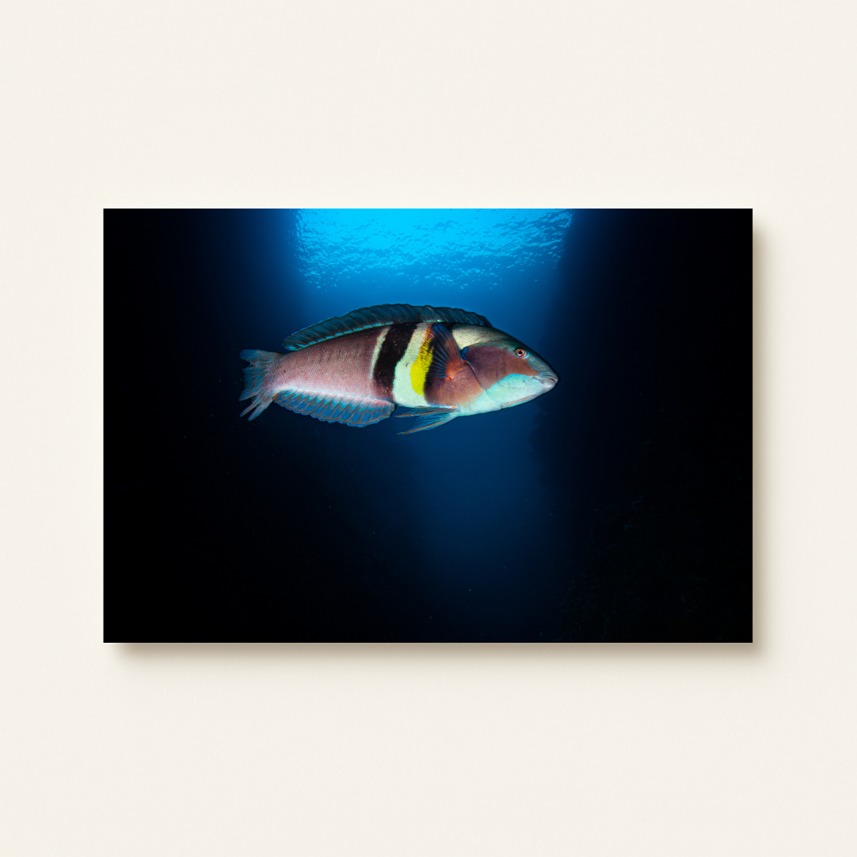 Sandager-Lippfisch (Leinwandprint 60x90cm)