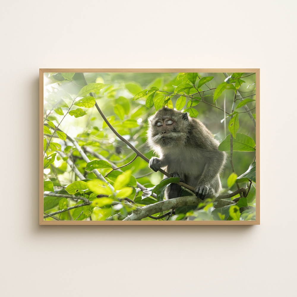 Makake 4.0 (Fine Art Print 30x45cm)