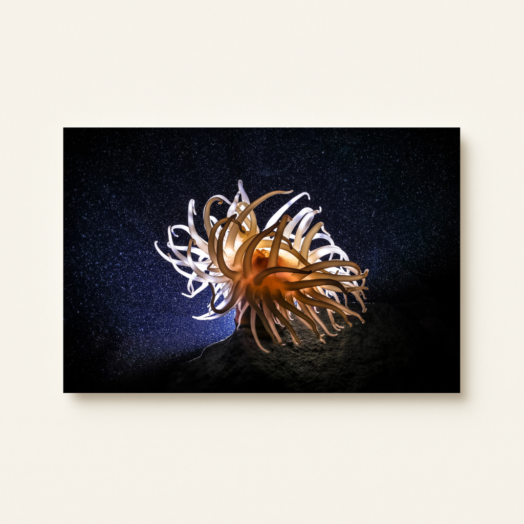 Anemone (Leinwandprint 60x90cm)