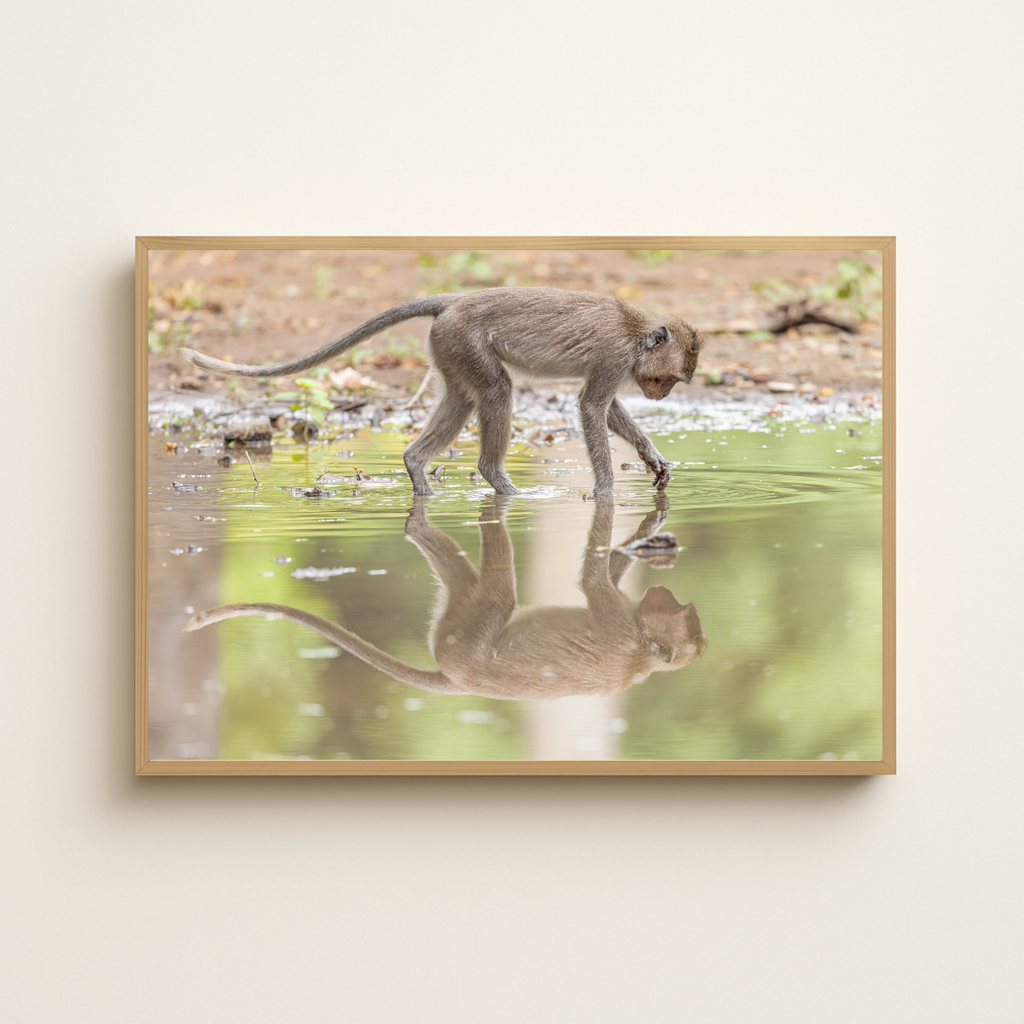 Langschwanz Makake (Fine Art Print 30x45cm)