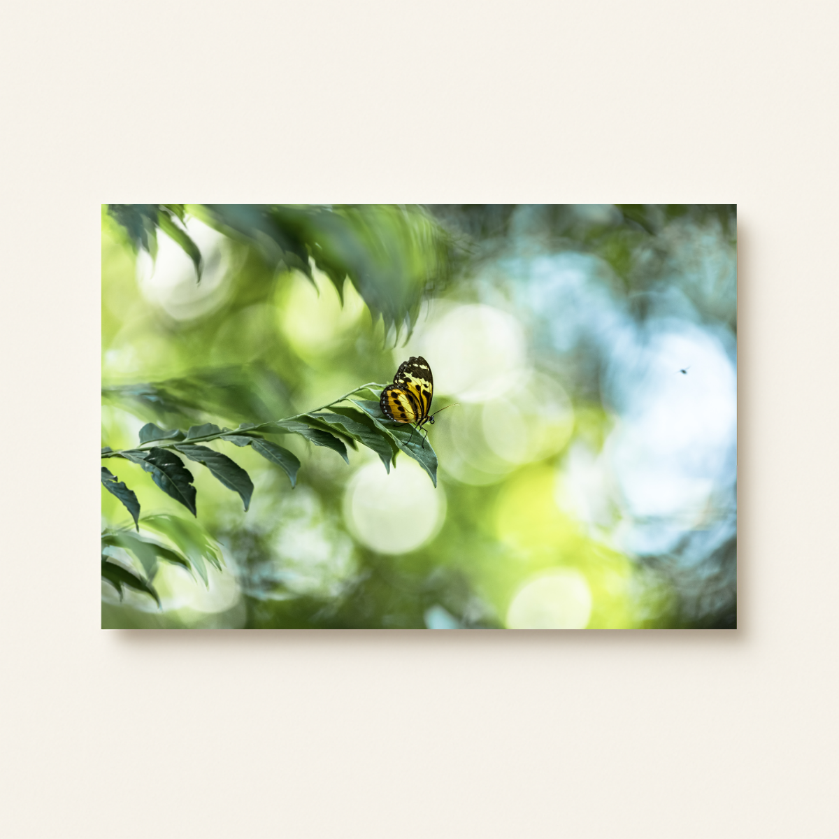 Schmetterling (Leinwandprint 60x90cm)