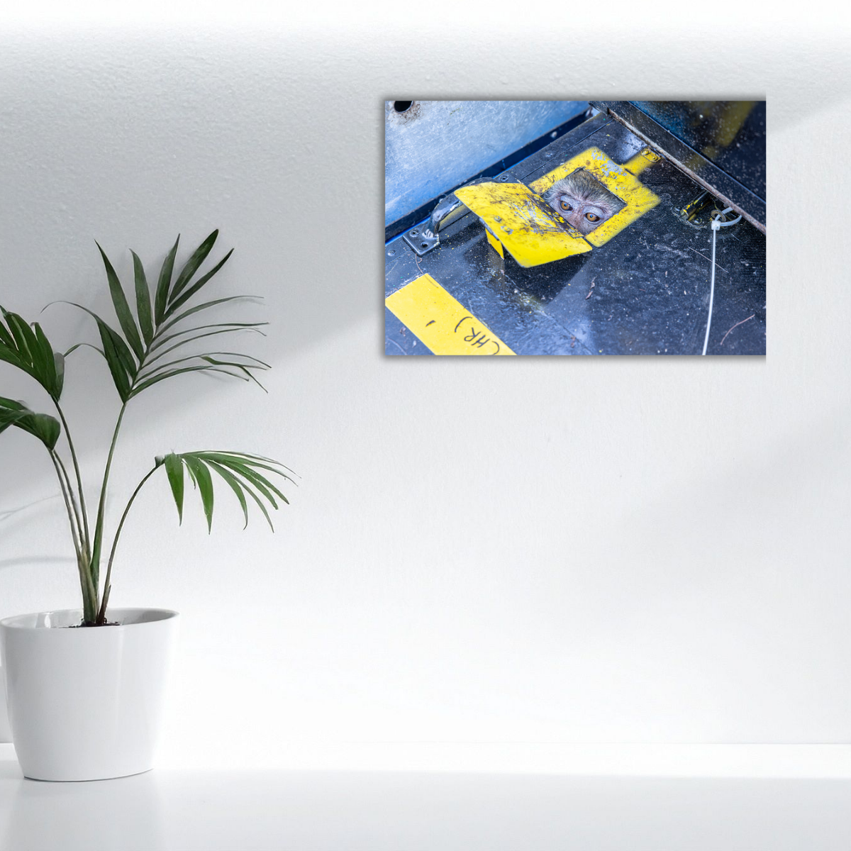 Makake in Gefangenschaft (Leinwandprint 60x90cm)