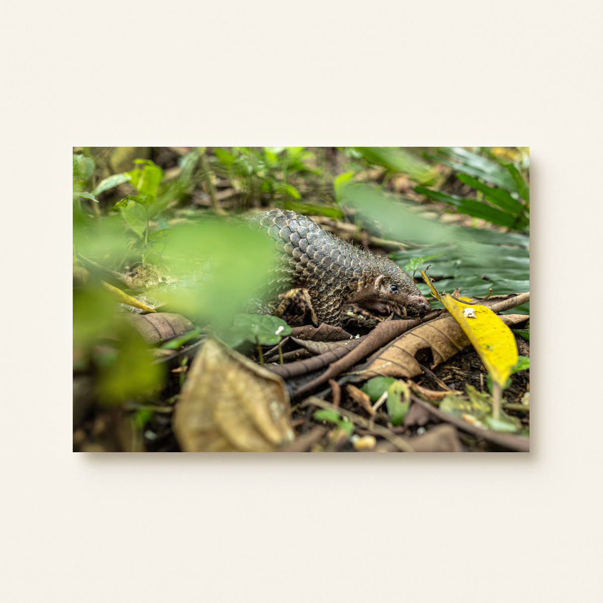 Schuppentier (Leinwandprint 60x90cm)