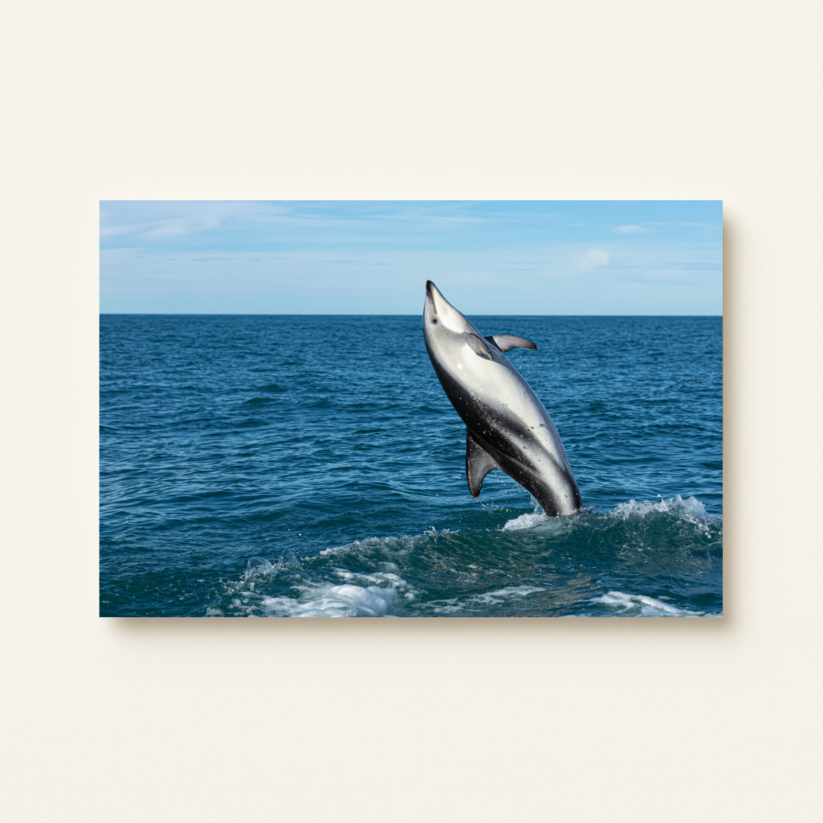 Schwarzdelfin (Leinwandprint 60x90cm)