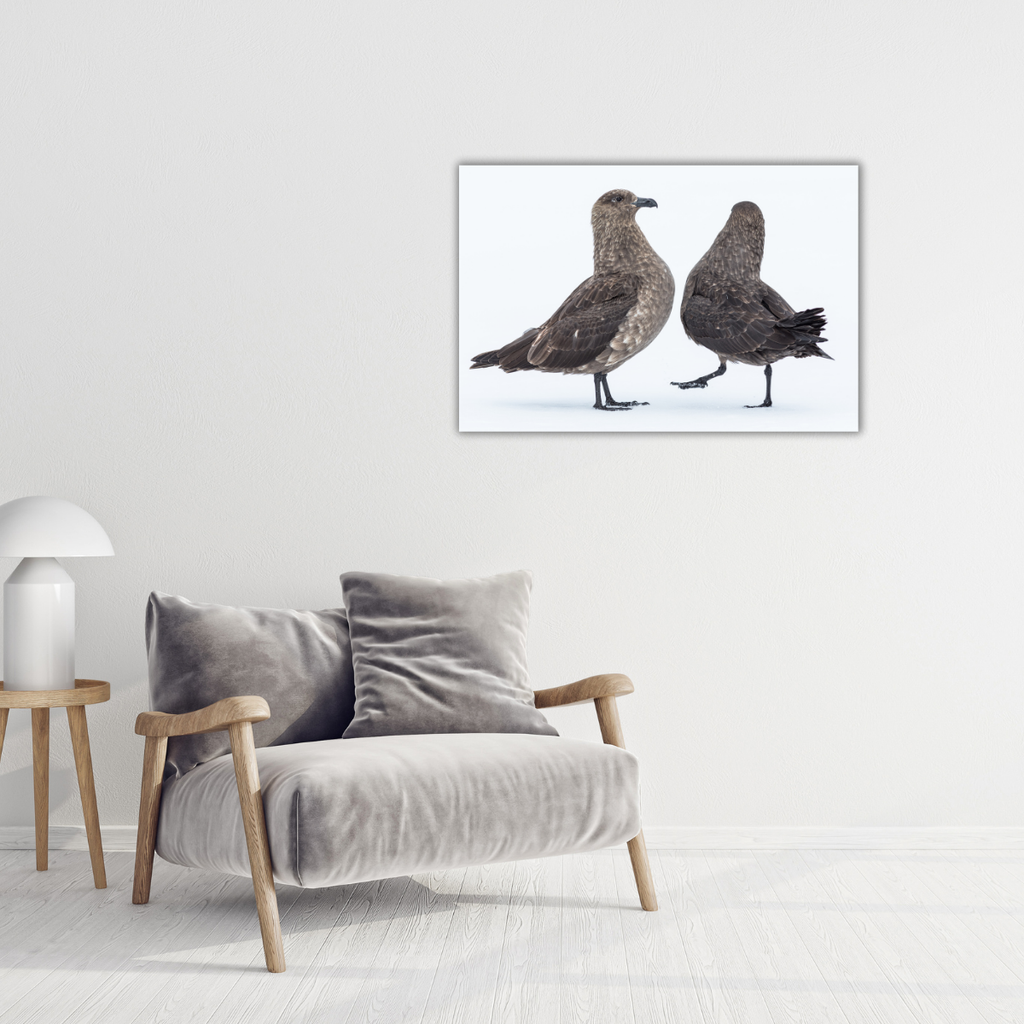 Skua´s Antarktis (Leinwandprint 60x90cm)