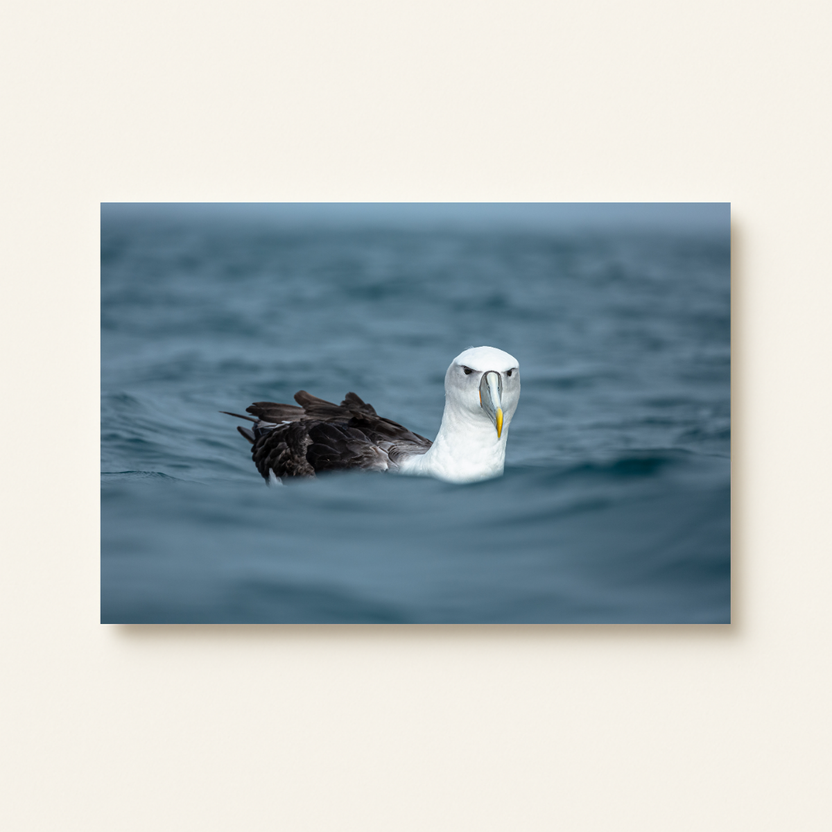 Schwimmender Albatross (Leinwandprint 60x90cm)