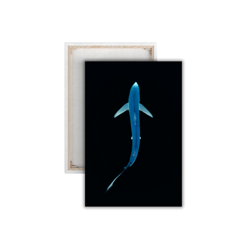 Blauhai 3.0 (Leinwandprint 60x90cm)