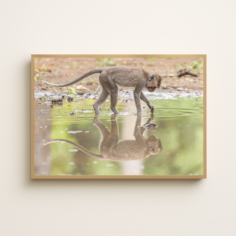 Langschwanz Makake (Fine Art Print 30x45cm)