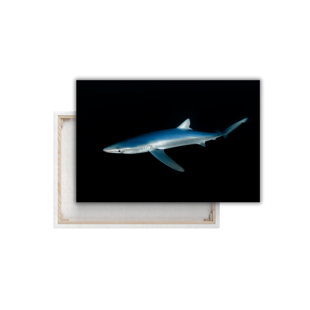 Blauhai 4.0 (Leinwandprint 60x90cm)