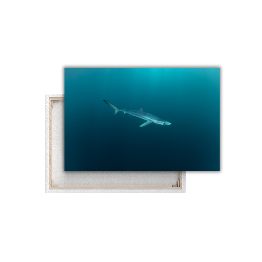 Blauhai 6.0 (Leinwandprint 60x90cm)