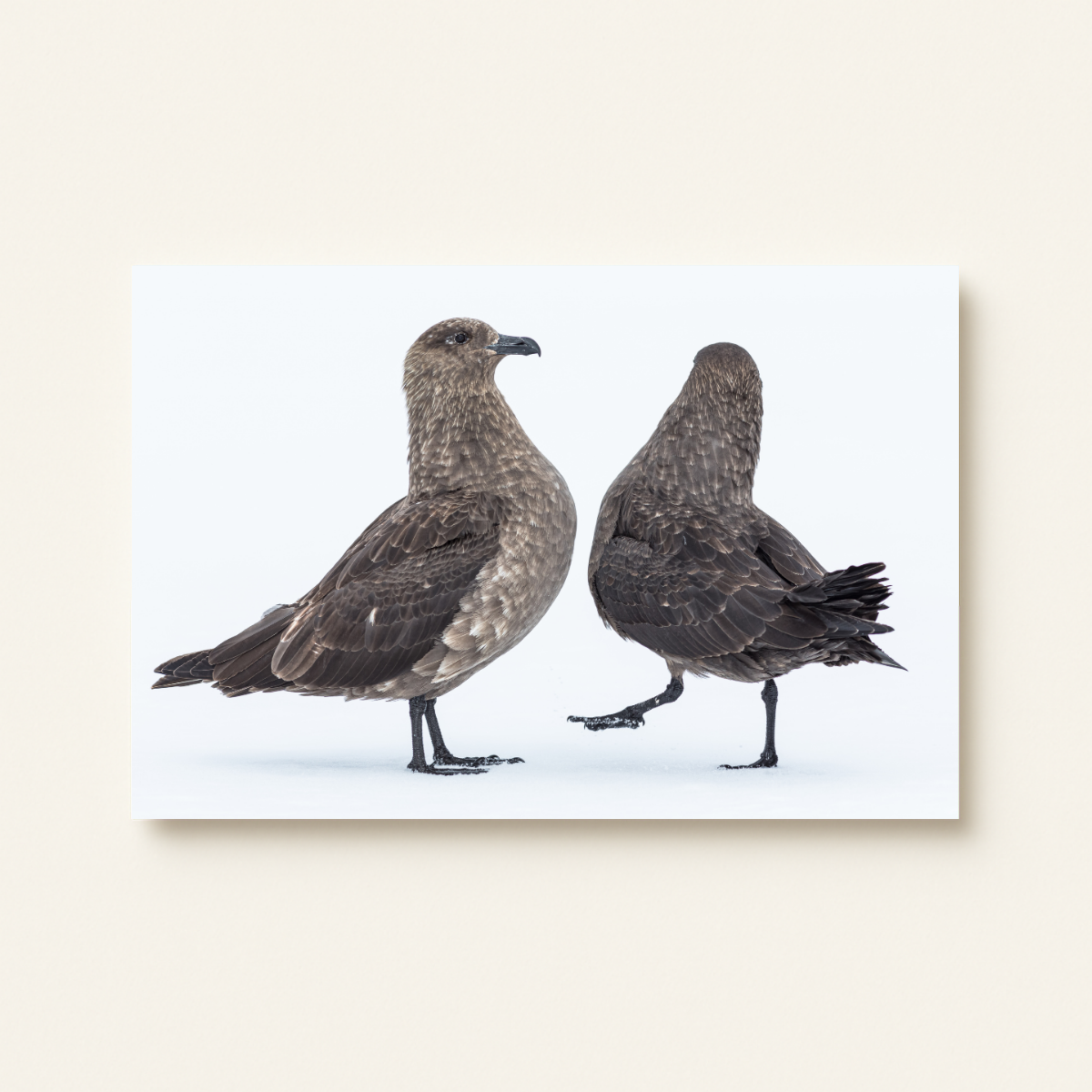 Skua´s Antarktis (Leinwandprint 60x90cm)