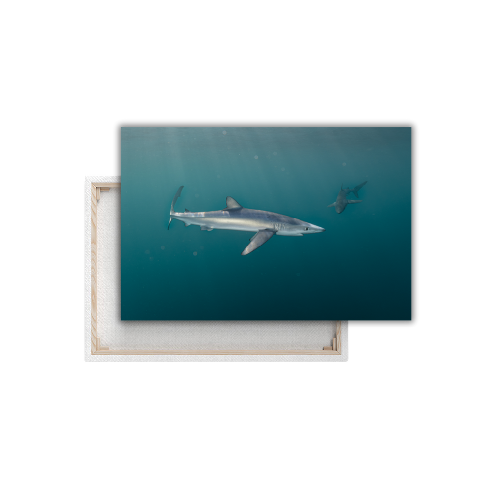 Blauhai 5.0 (Leinwandprint 60x90cm)