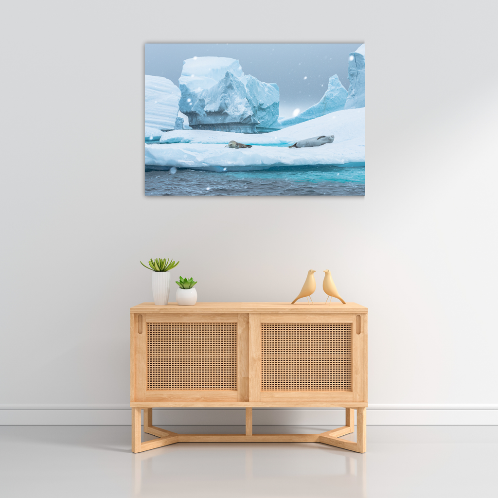 Krabbenfresser-Robbe (Leinwandprint 60x90cm)