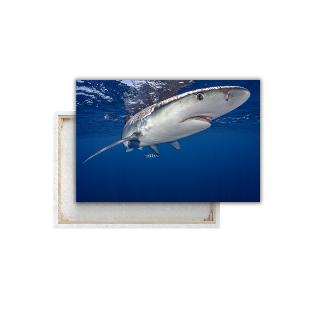 Blauhai 12.0 (Leinwandprint 60x90cm)