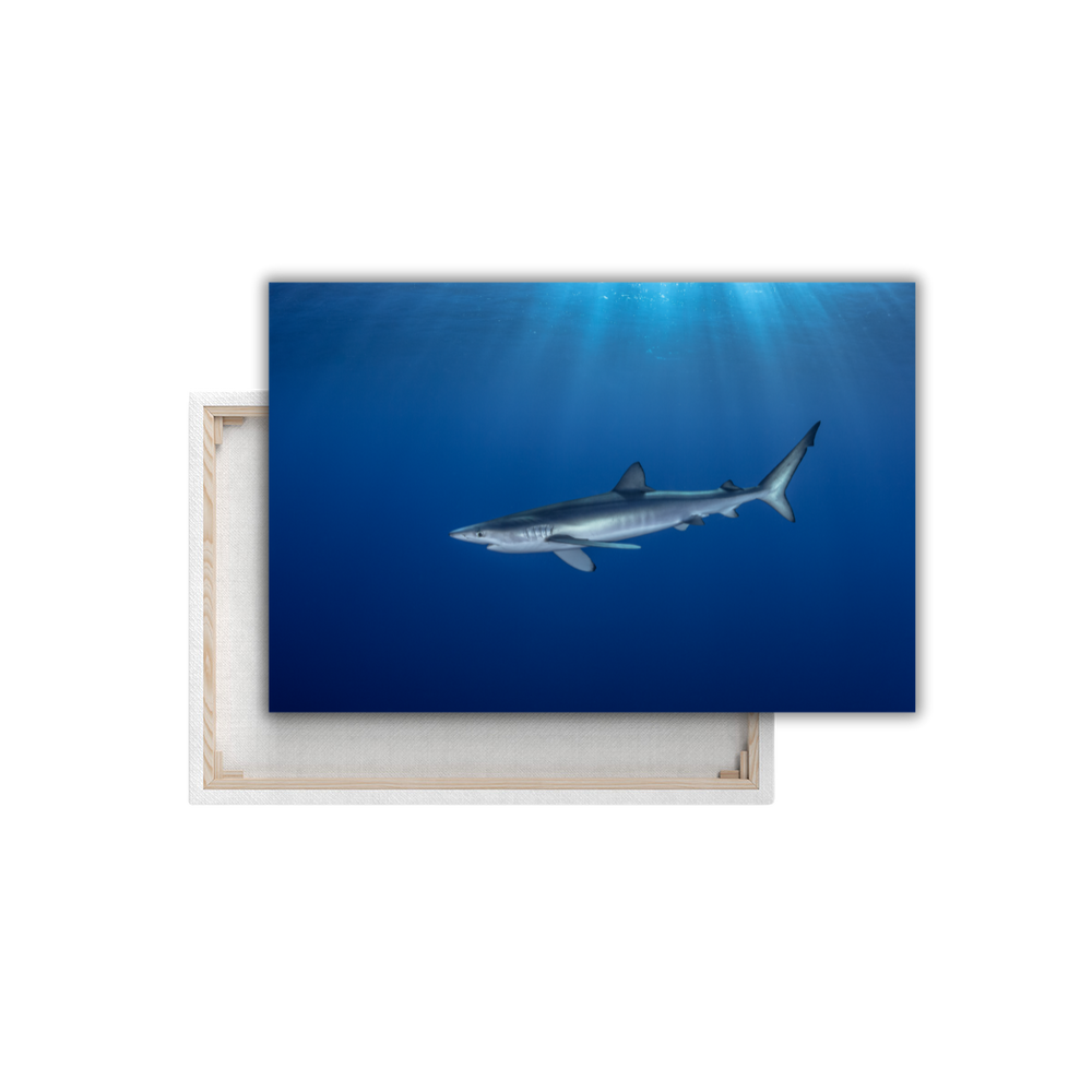 Blauhai 7.0 (Leinwandprint 60x90cm)