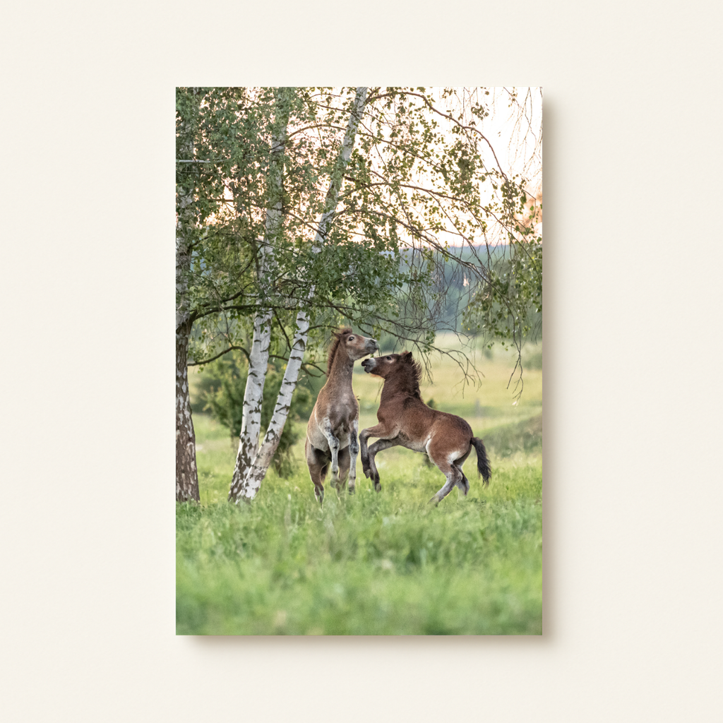 Spielende junge Wildpferde (Leinwandprint 90x60cm)