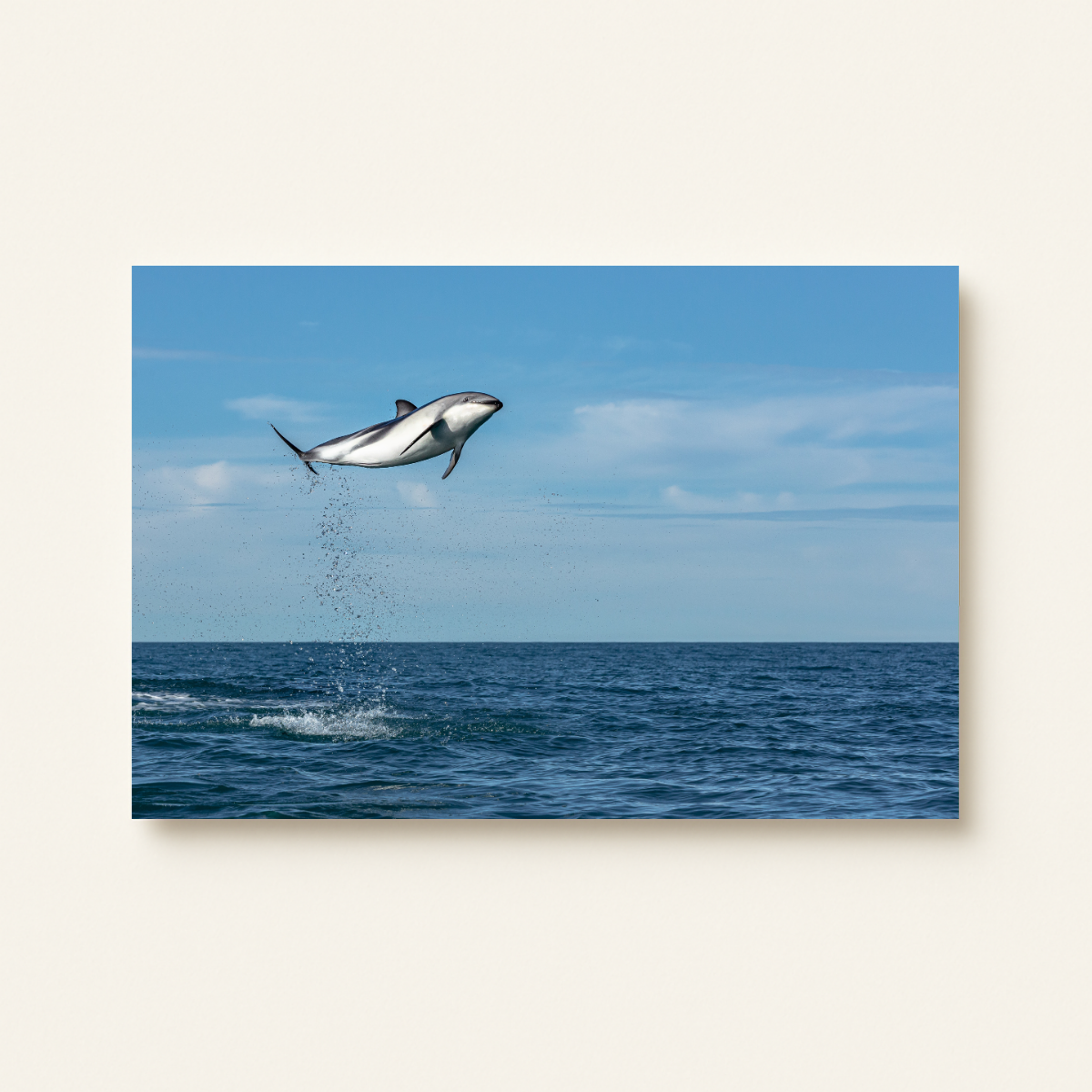 Springender Delfin (Leinwandprint 60x90cm)