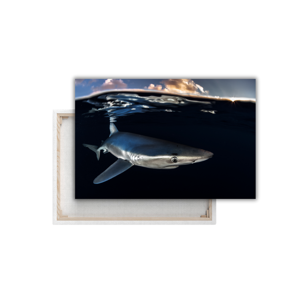 Blauhai 8.0 (Leinwandprint 60x90cm)