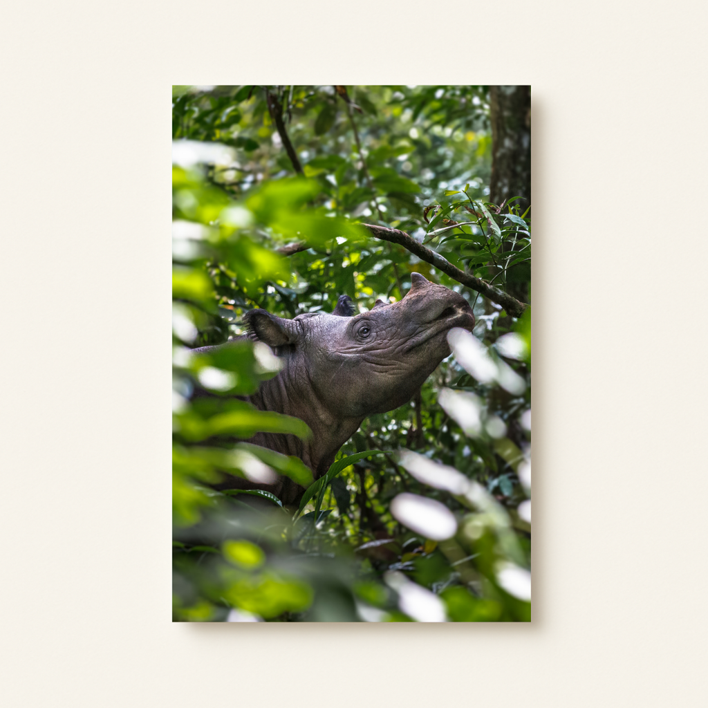 Sumatranashorn Porträt (Leinwandprint 90x60cm)