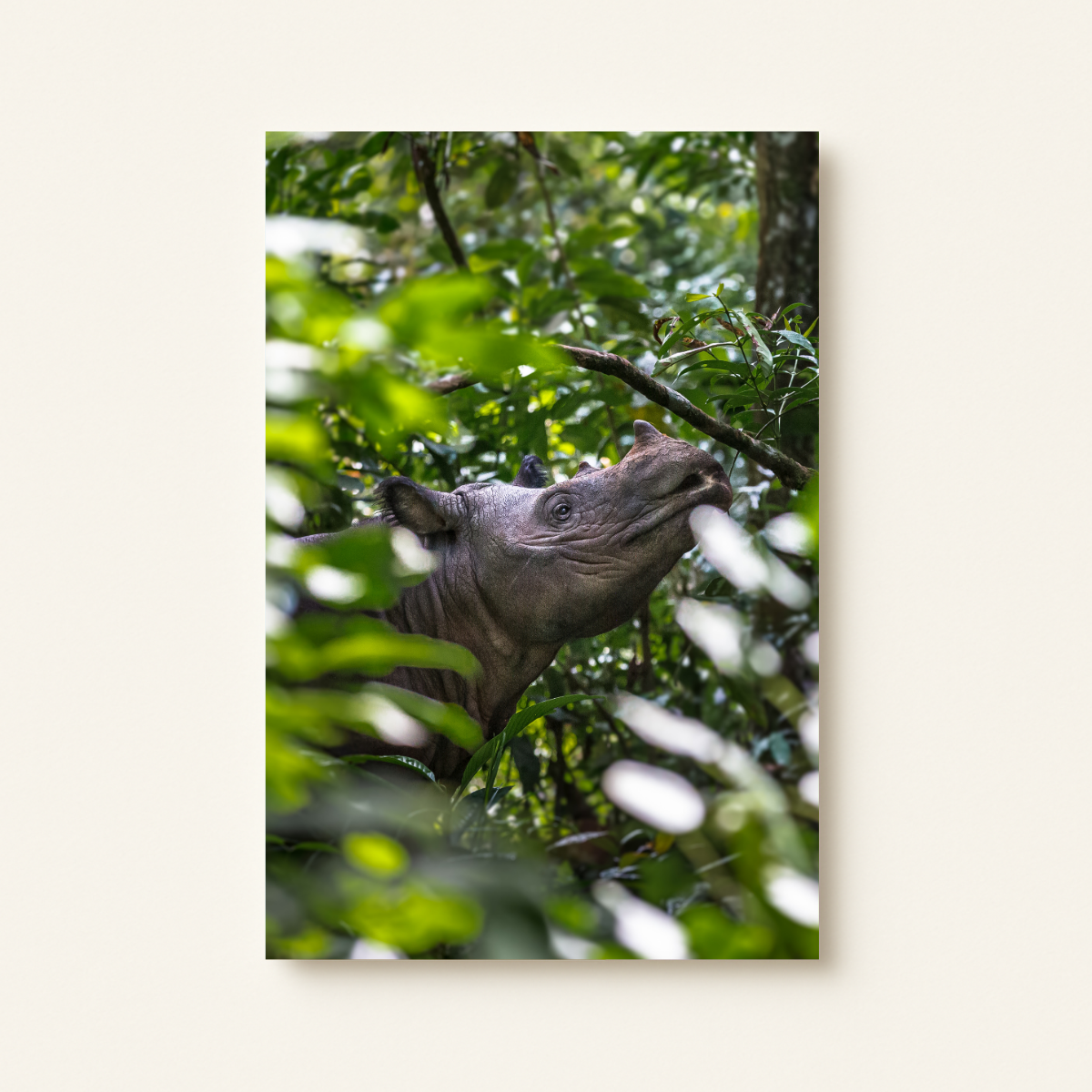 Sumatranashorn Porträt (Leinwandprint 90x60cm)