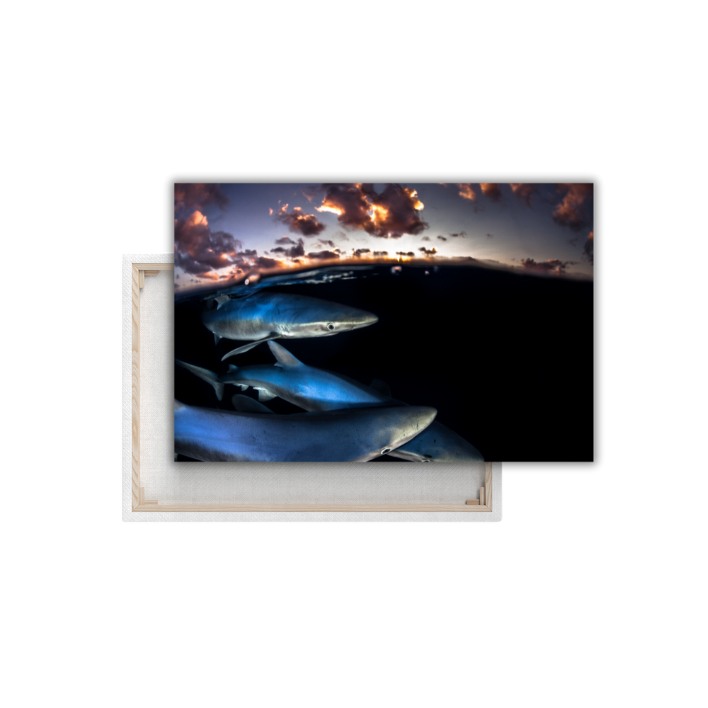 Blauhai 10.0 (Leinwandprint 60x90cm)