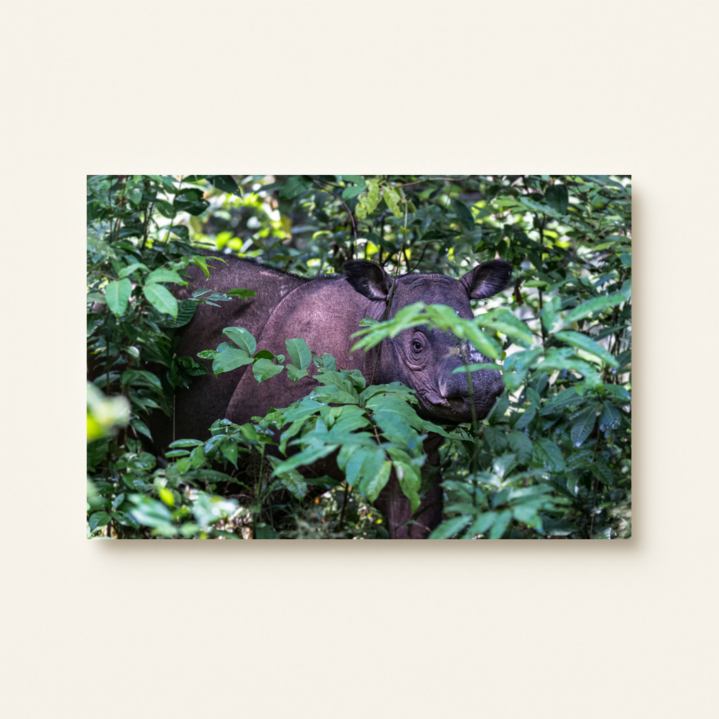Sumatranashorn 2.0 (Leinwandprint 60x90cm)