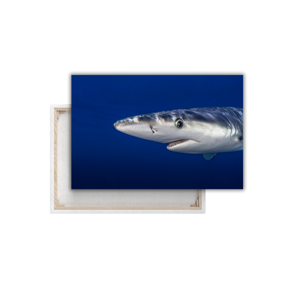 Blauhai 9.0 (Leinwandprint 60x90cm)