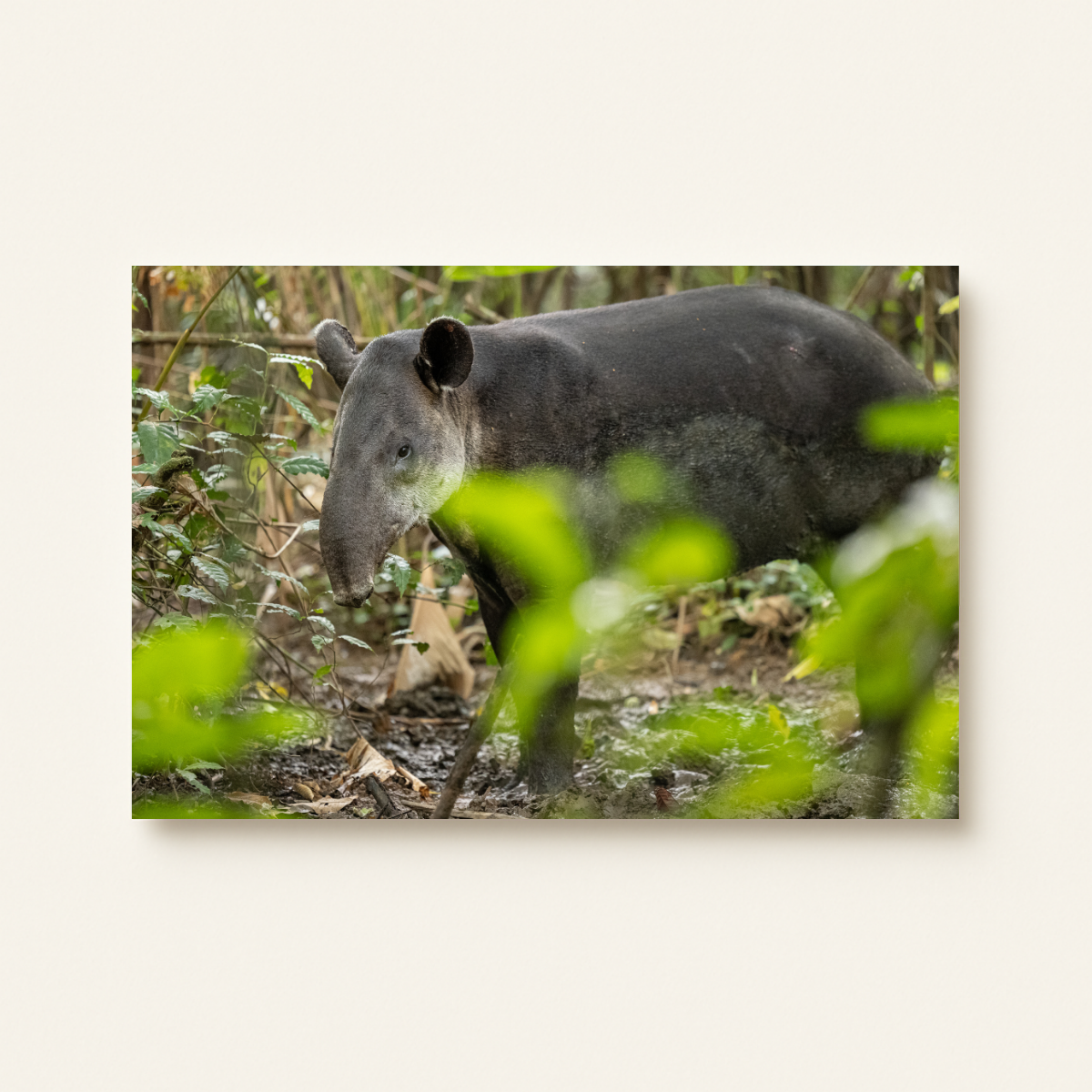 Tapir (Leinwandprint 60x90cm)
