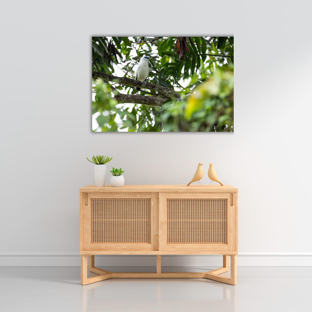 "Bali Starling" (Leinwandprint 60x90cm)