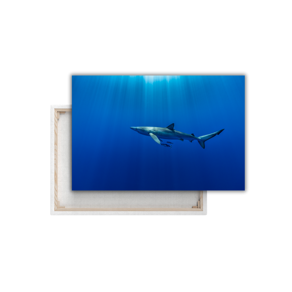 Blauhai 11.0 (Leinwandprint 60x90cm)