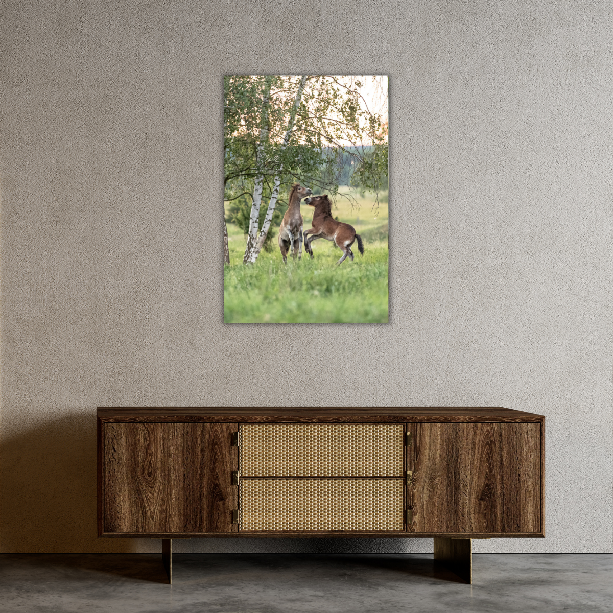 Spielende junge Wildpferde (Leinwandprint 90x60cm)