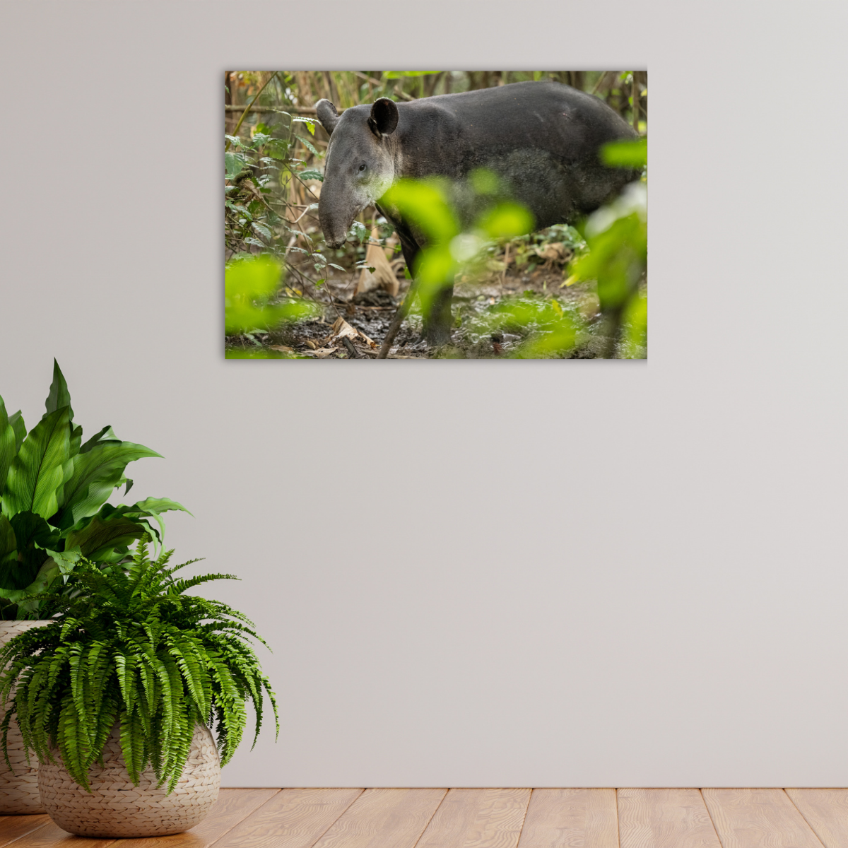 Tapir (Leinwandprint 60x90cm)
