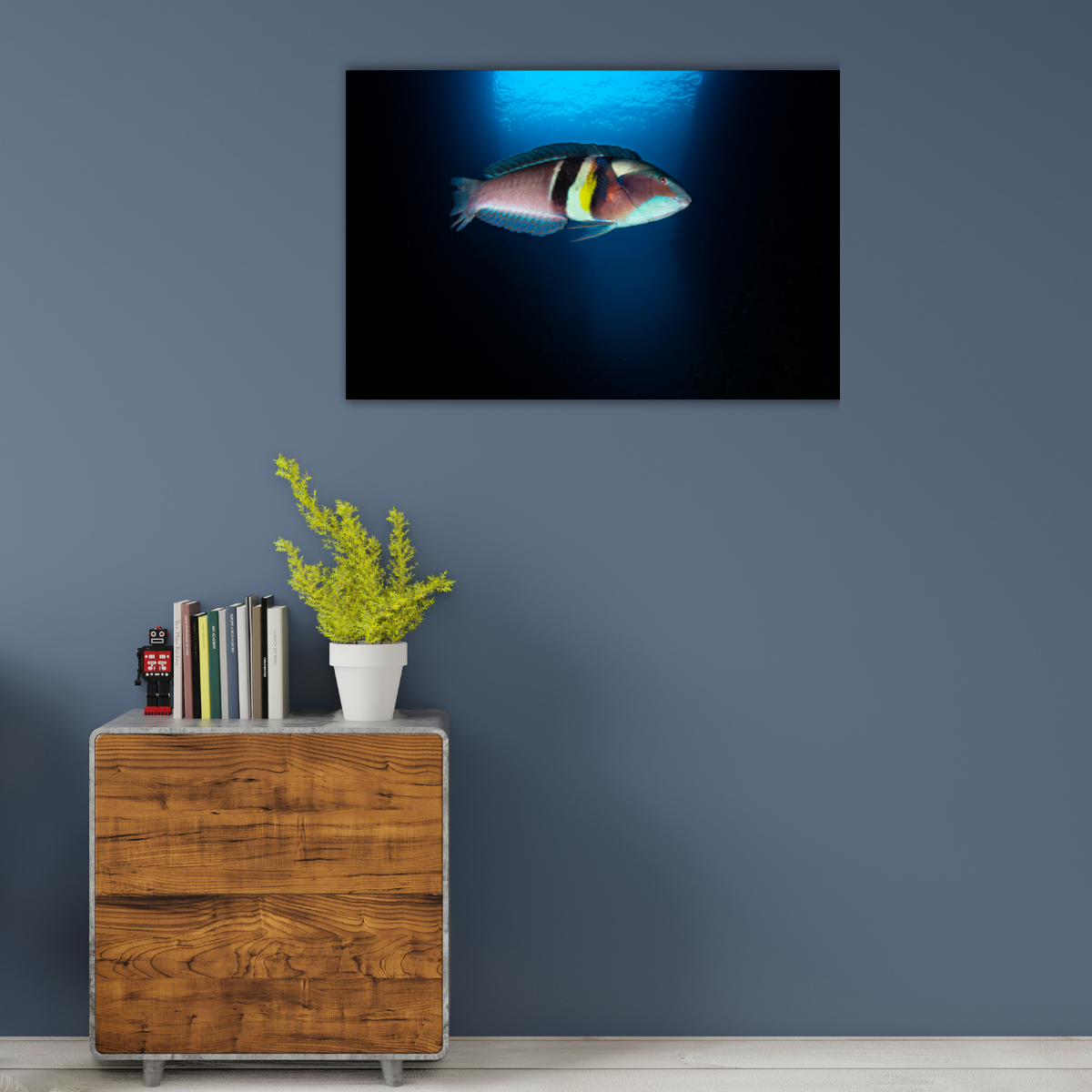 Sandager-Lippfisch (Leinwandprint 60x90cm)
