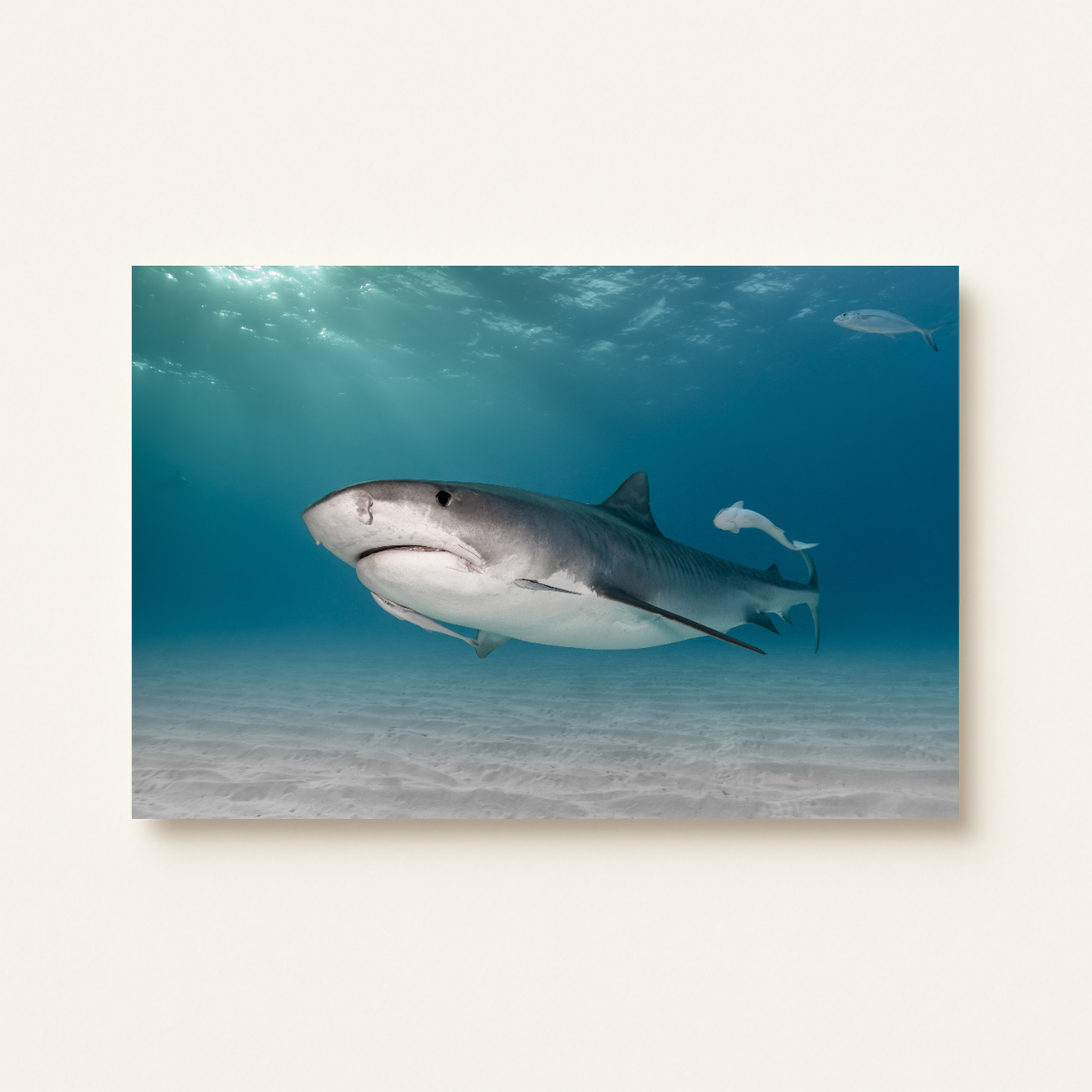 Tigerhai (Leinwandprint 60x90cm)