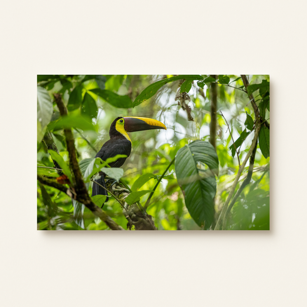 Tukan 2.0 (Leinwandprint 60x90cm)
