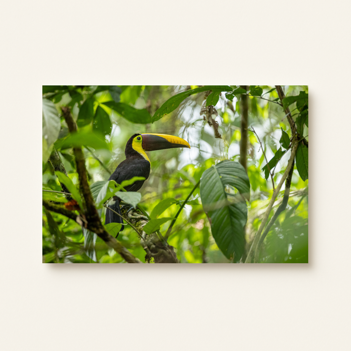 Tukan 2.0 (Leinwandprint 60x90cm)