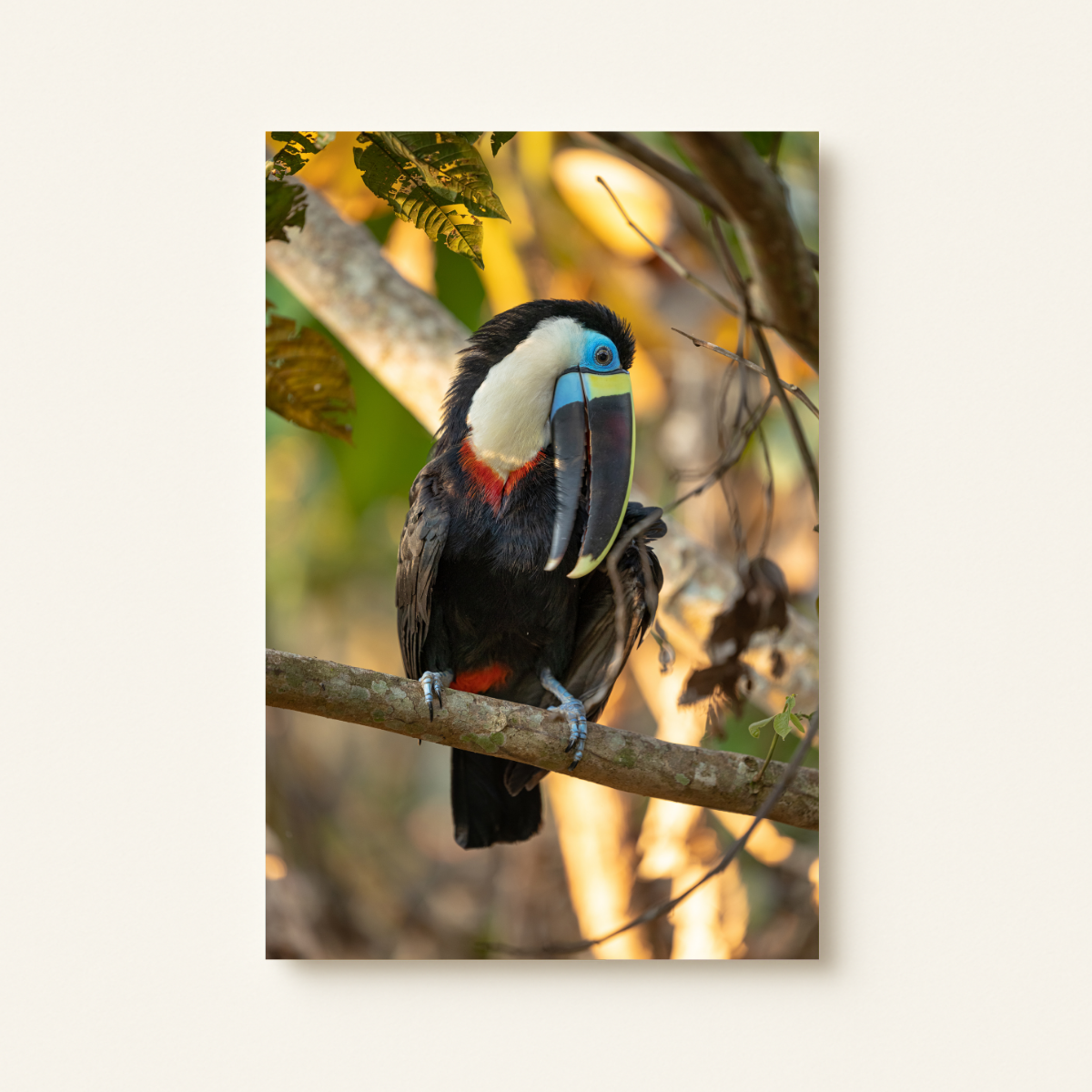 Tukan 3.0 (Leinwandprint 90x60cm)