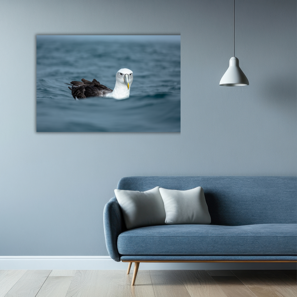 Schwimmender Albatross (Leinwandprint 60x90cm)