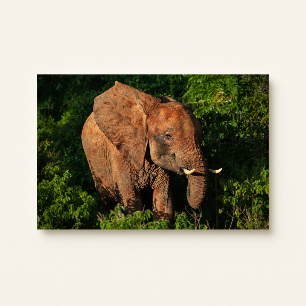 Wald Elefant (Leinwandprint 60x90cm)