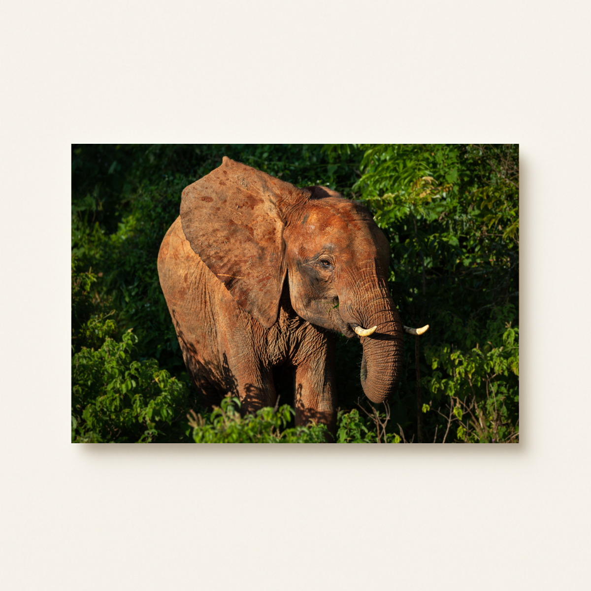 Wald Elefant (Leinwandprint 60x90cm)