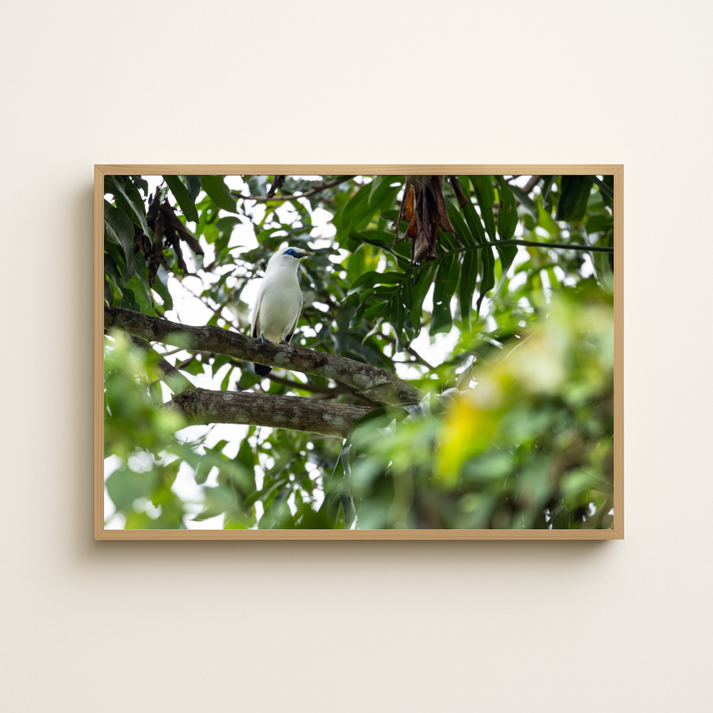 Bali Starling (Fine Art Print 30x45cm)