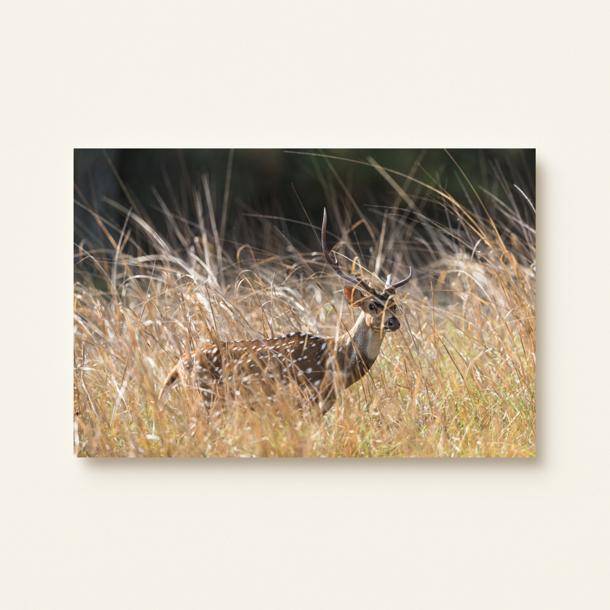 Axishirsch (Leinwandprint 60x90cm)