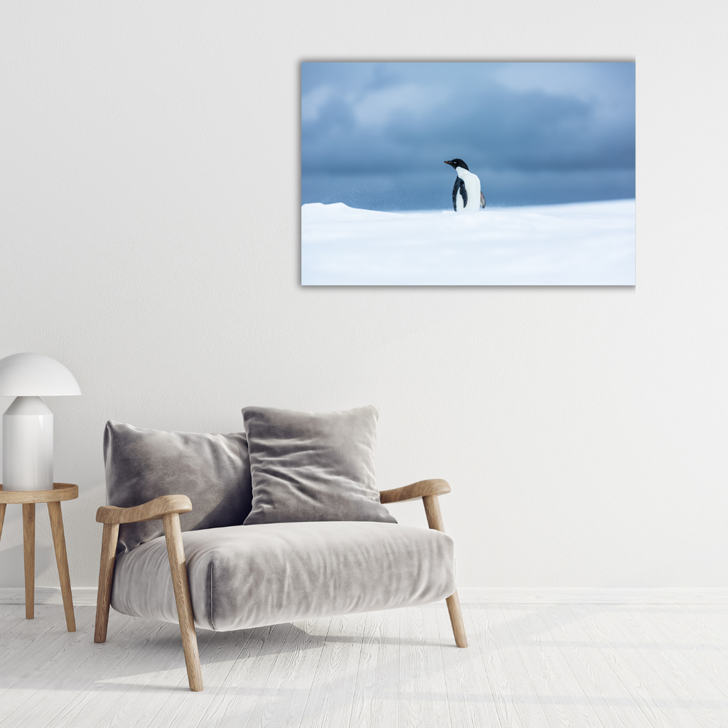 Adeliepinguin (Leinwandprint 60x90cm)