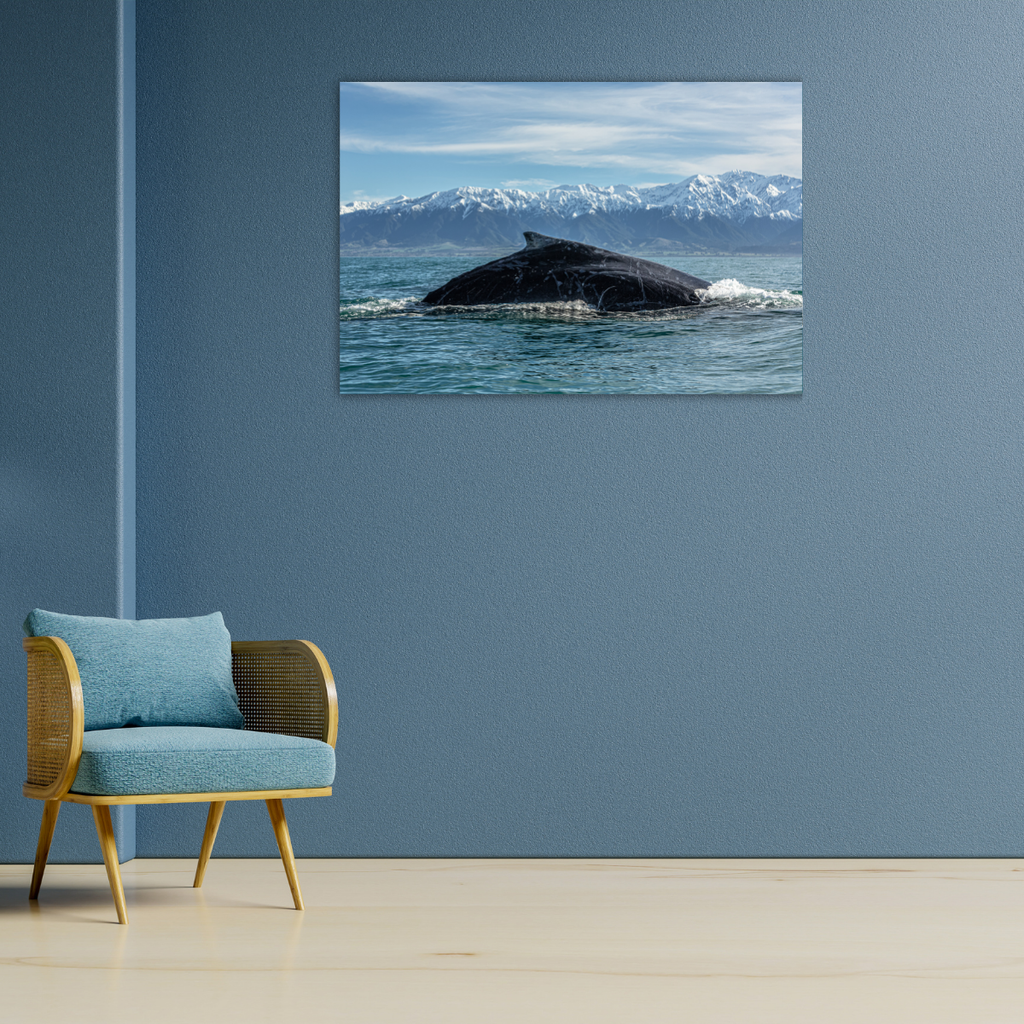 Buckelwal in Kaikoura (Leinwandprint 60x90cm)