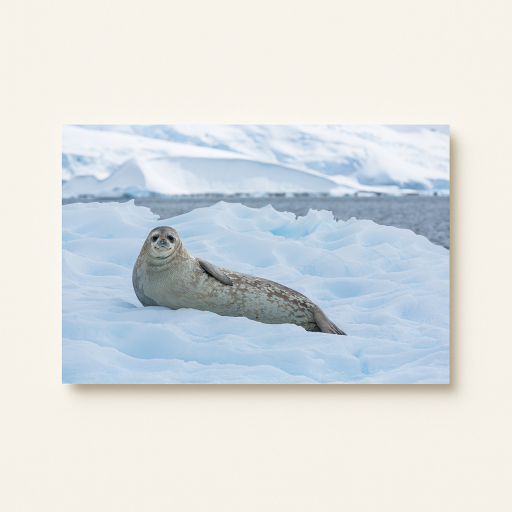 Weddellrobbe (Leinwandprint 60x90cm)