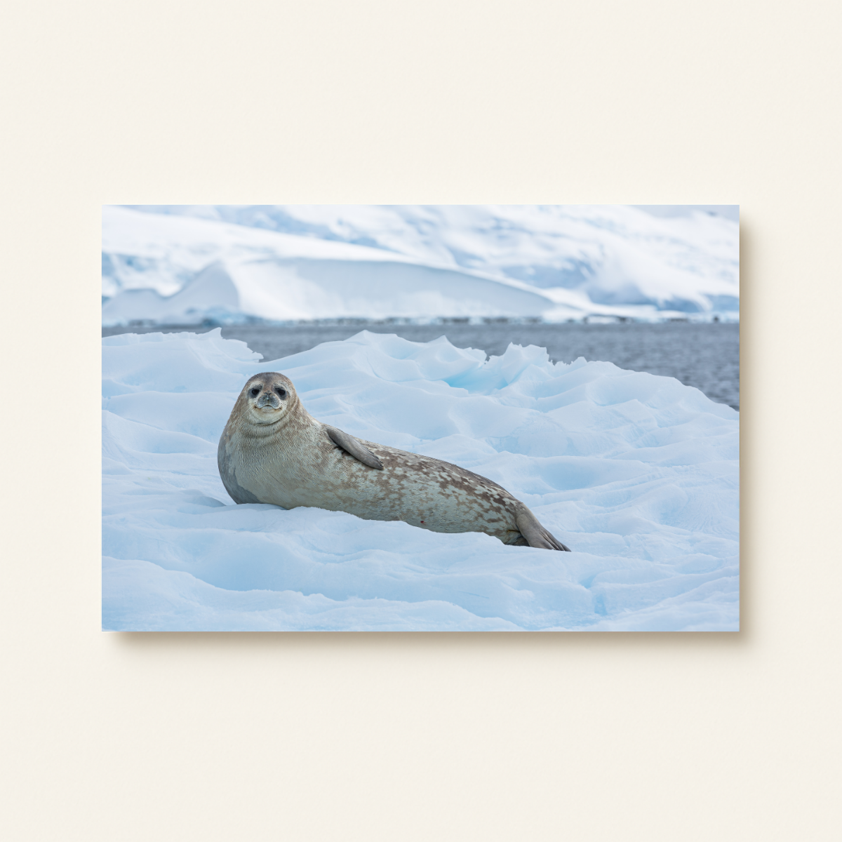 Weddellrobbe (Leinwandprint 60x90cm)